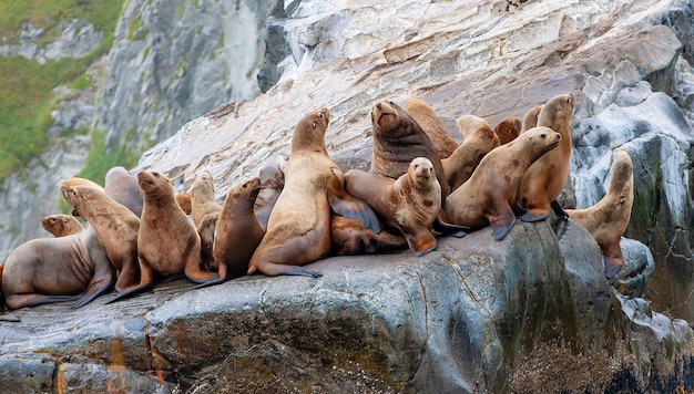 Le Lion De Mer De Steller Assis Sur Une île Rocheuse De L'océan Pacifique Sur La Péninsule De Kamchatka