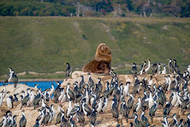 Photo le lion de mer sud-américain à gros poils et la colonie de cormorans royaux dans les îles du canal de beagle en patagonie près d'ushuaia en argentine