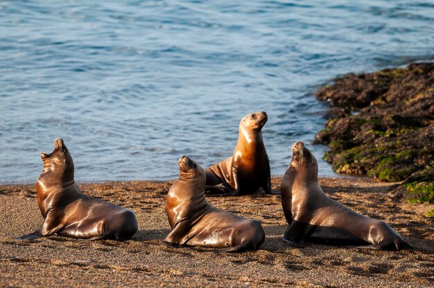 Photo lion de mer sud-américain otaria flavescens femalexapeninsula valdes chubutpatagonie argentine