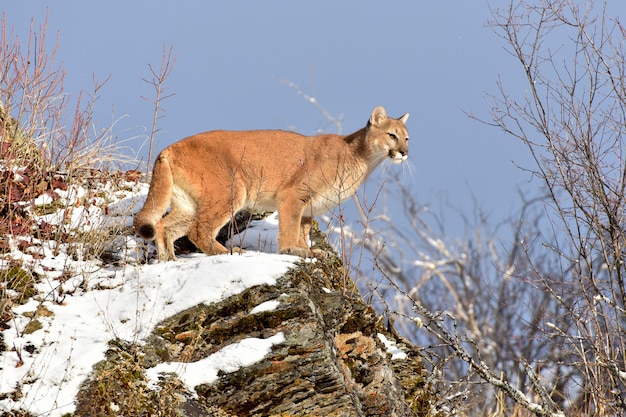 Lion de montagne sur une corniche enneigée en hiver