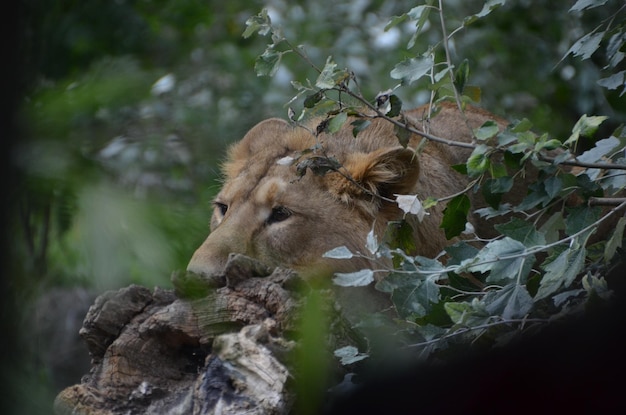 Photo le lion observe sa proie.