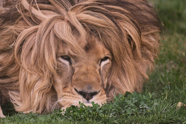 Lion (Panthera leo), portrait de lion captif reposant sur l'herbe.