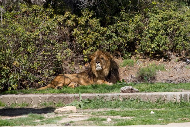 Lion, Panthera leo