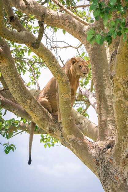 Lion Panthera leo