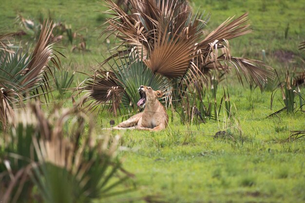 Lion Panthera leo