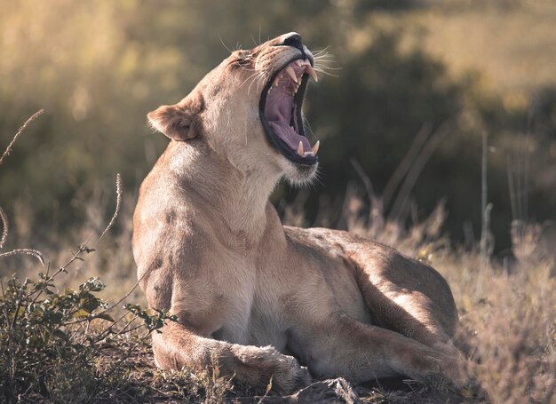 Lion Panthera leo