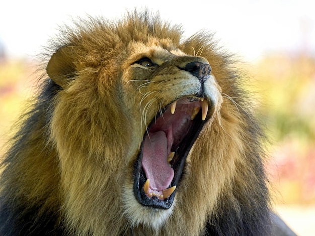 Lion Panthera leo