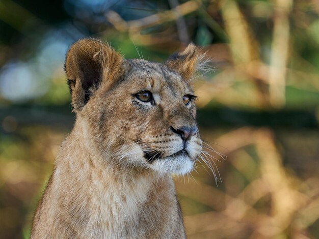 Lion Panthera leo