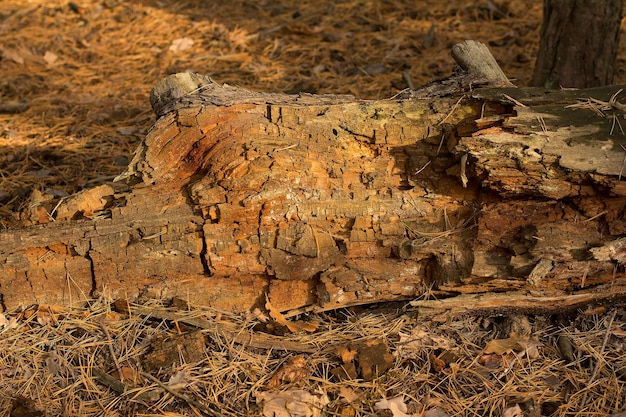 Le lion pourrit dans les bois