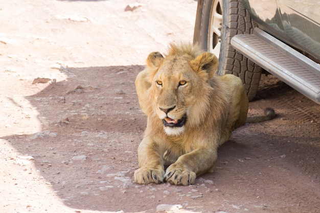 Lion près de voitures au cratère du Ngorongoro