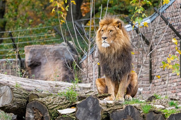 Lion regardant la caméraLe lion de Sibérie regarde droit dans la caméra