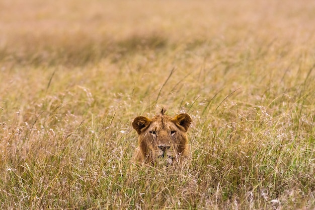 Le lion regarde sa proie. Kenya, Afrique