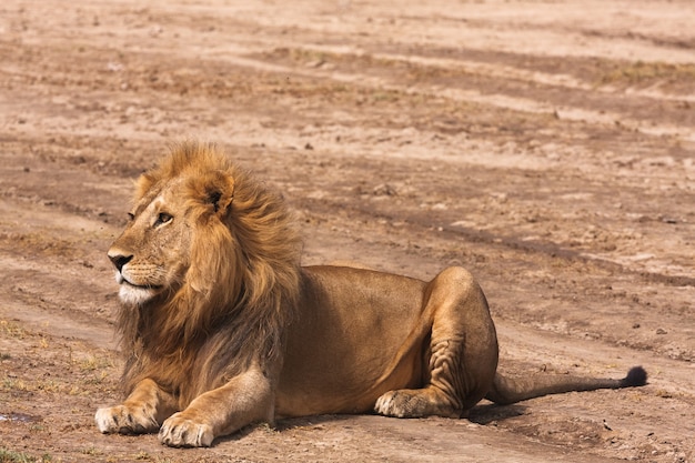 Lion reposant sur le sable en Afrique