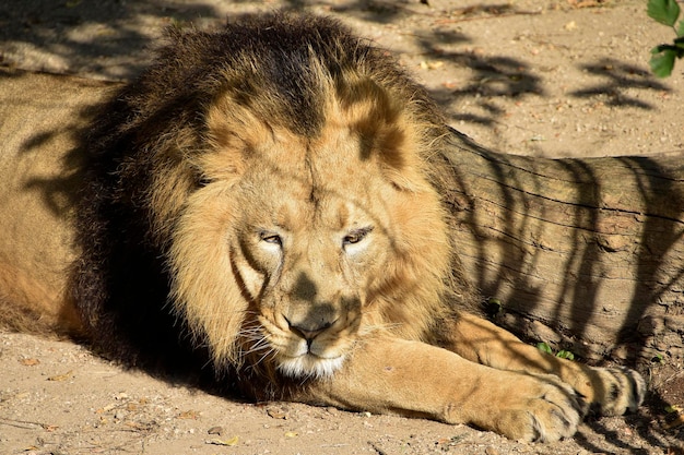 Un lion repose sur une bûche dans un zoo.