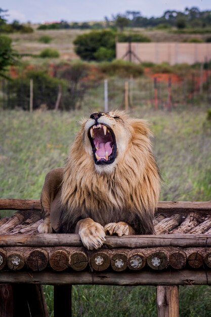 Photo le lion rugissant assis sur le plancher