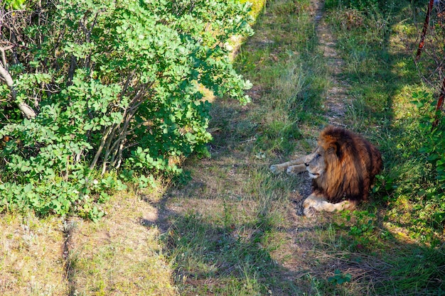 Lion s'étendant sur l'herbe verte dans un sauvage