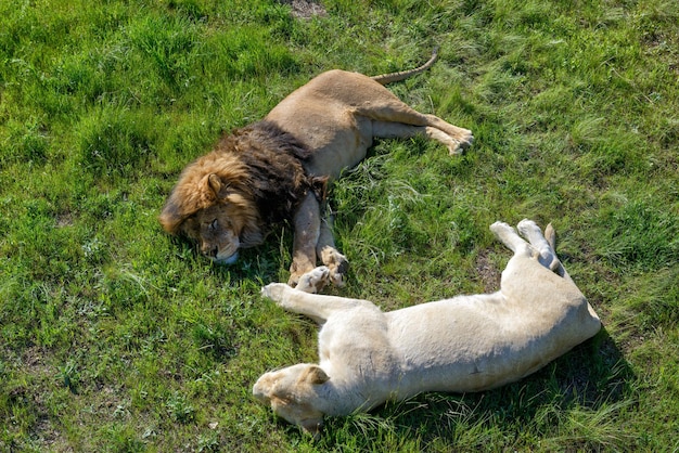 Lion et sa lionne blanche reposant sur l'herbe