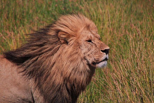 Lion en safari au Kenya et en Tanzanie, en Afrique