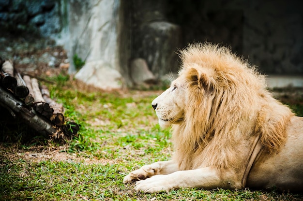 Le lion se détend sur un champ herbeux au zoo