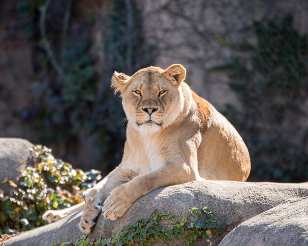 Photo le lion se détend sur le rocher