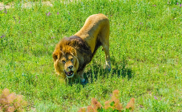 Un lion se dresse sur l'herbe verte un jour d'été.