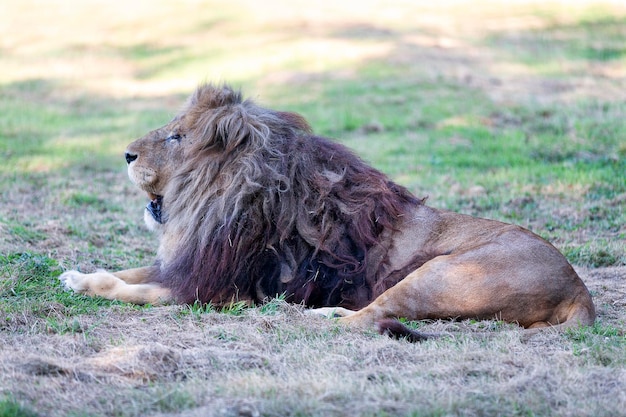 Lion se reposant à l'ombre