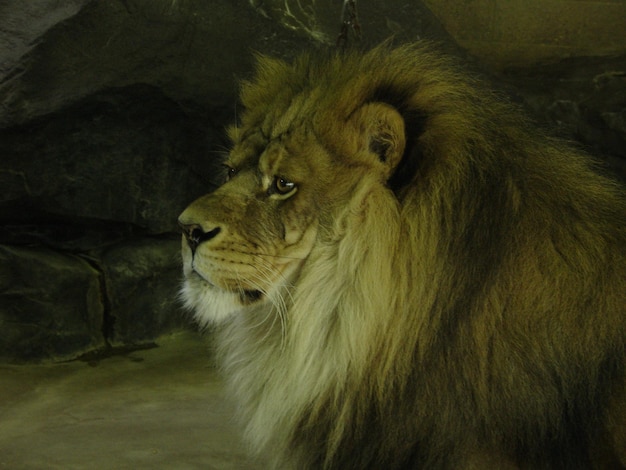 Le lion se repose dans une grotte.