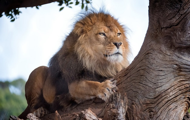 Un lion se trouve sur un arbre