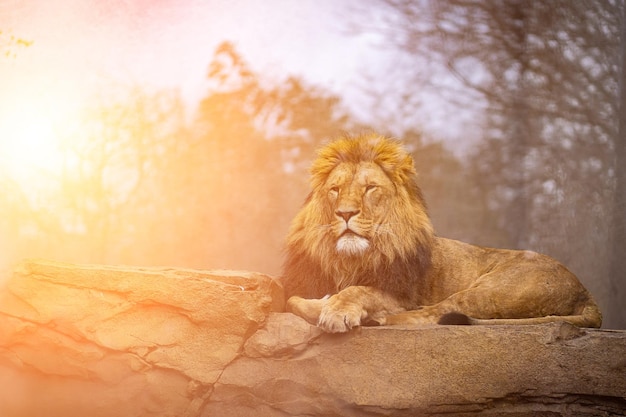 Un lion se trouve sur une pierre et attend avec impatience