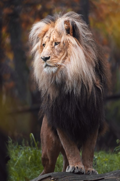 Lion