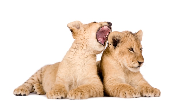 Lionceau sur un blanc isolé