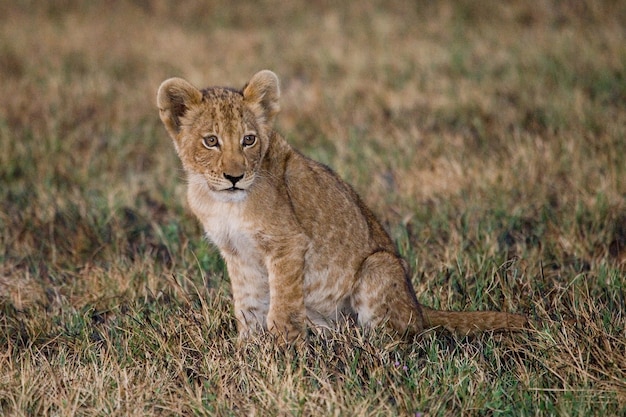 Lionceau est assis dans l'herbe