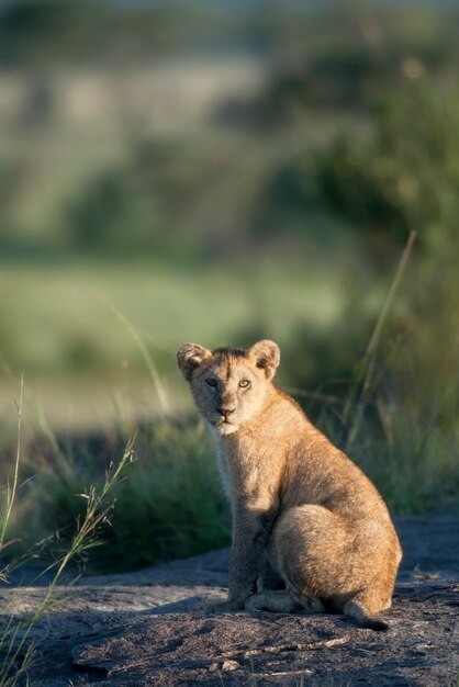 Lionceau à l'état sauvage