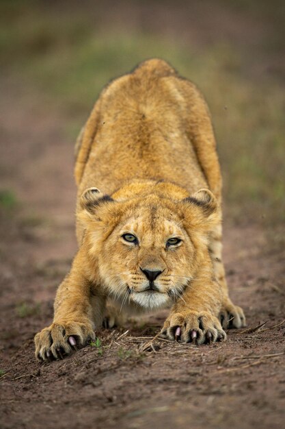 Un lionceau s'étire sur la piste en regardant la caméra.