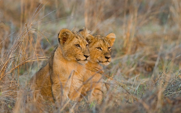 Lionceaux dans l'herbe