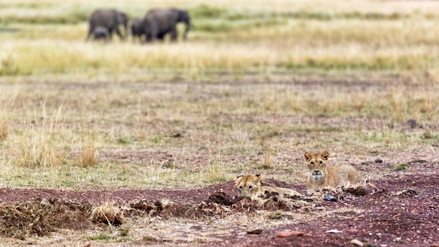 Lionceaux avec des éléphants en arrière-plan