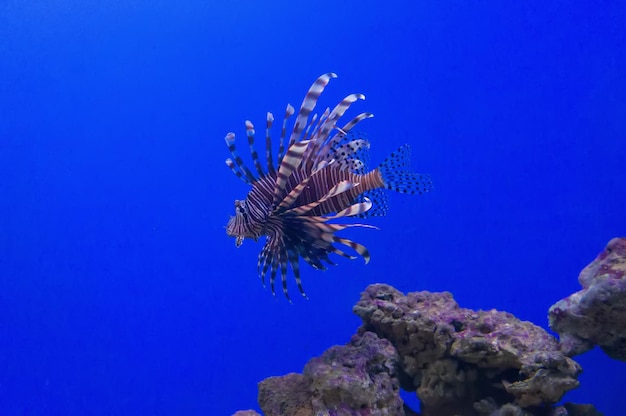 Lionfishzebra rayé nage dans l'eau bleue