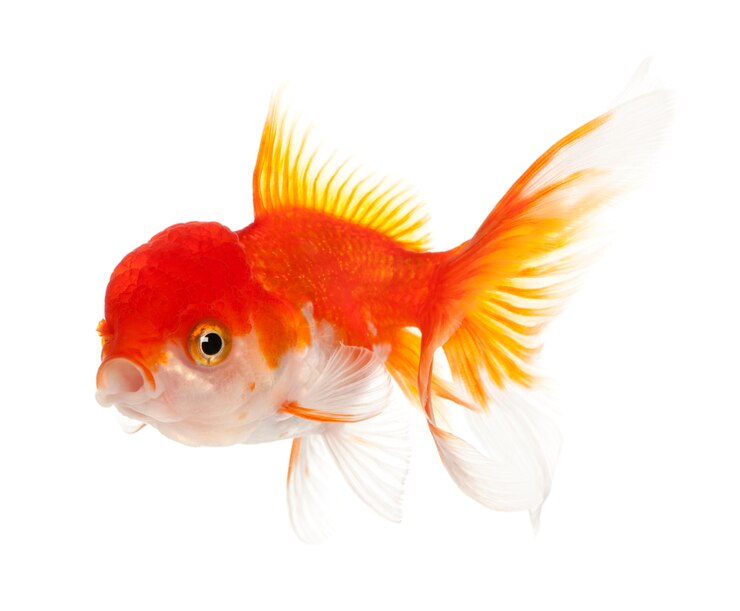 Photo lionhead poisson rouge carassius auratus en face de fond blanc