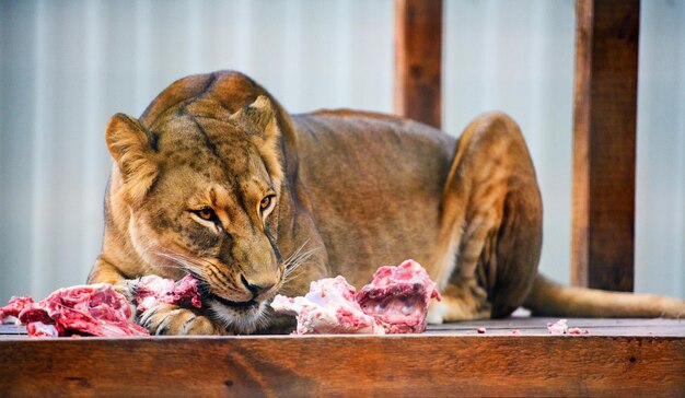 Lionne affamée mangeant un morceau de viande Lionne africaine Panthera leo