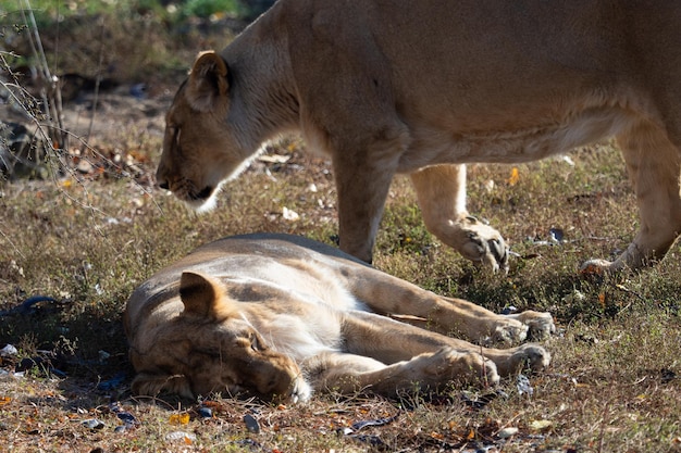 Lionne asiatique Panthera leo persica une espèce en danger critique d'extinction