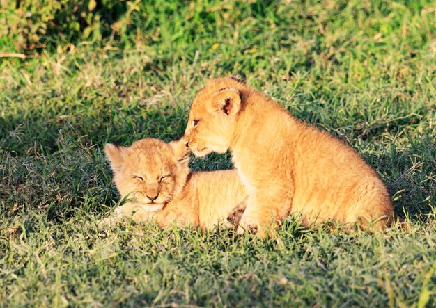 Photo une lionne assise sur un champ herbeux