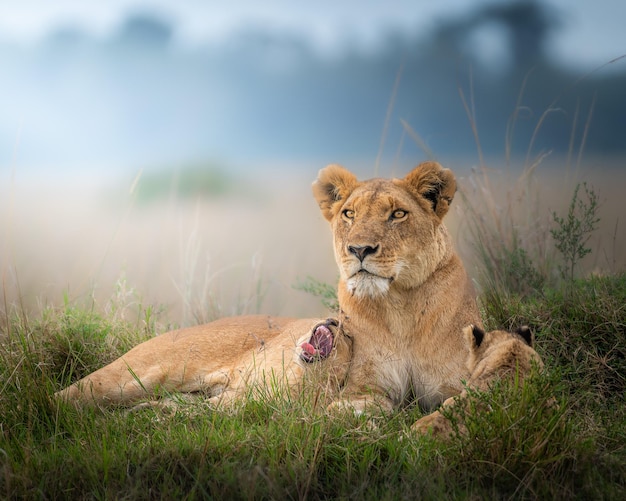 La lionne assise sur le champ