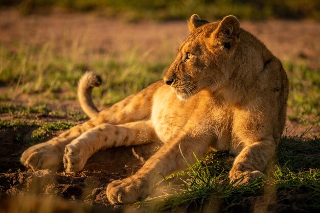 La lionne assise dans le champ