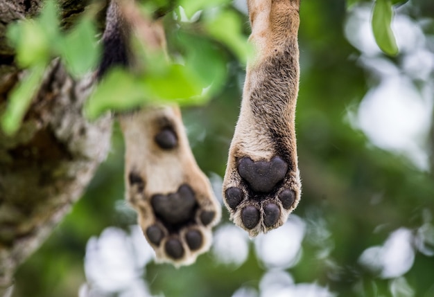 Lionne aux pattes qui se trouve sur l'arbre