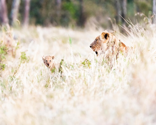 Lionne avec bébé Cub dans les prairies