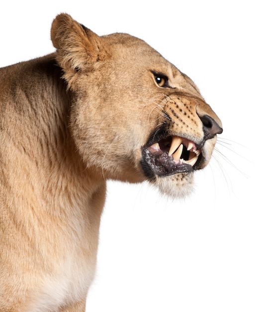 Lionne sur blanc dans un studio