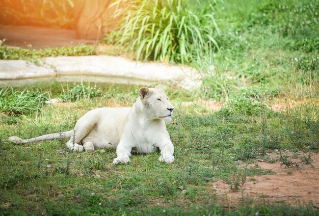 Lionne blanche allongée sur le safari