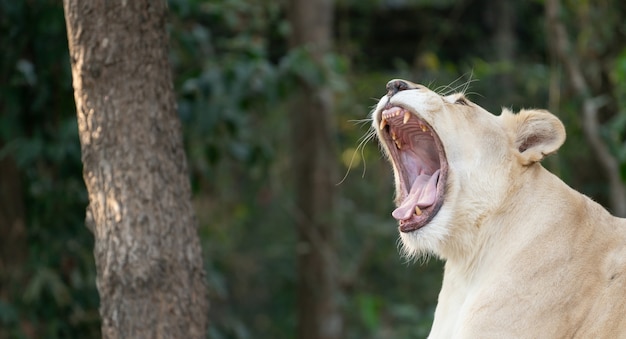 Lionne blanche baille