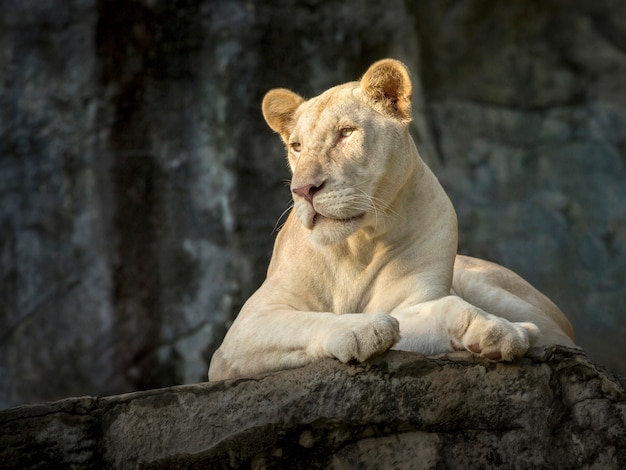 Lionne blanche dans l&#39;atmosphère naturelle du zoo.