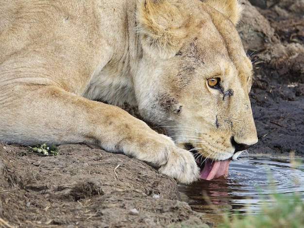 Une lionne buvant de l'eau d'un puits